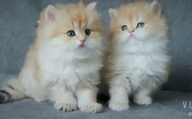 双胞胎猫咪可爱暴击