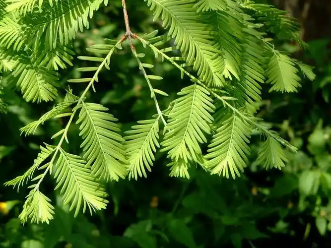 p>水杉(学名: i>metasequoia glyptostroboides /i> hu & w. c.