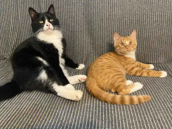 两只猫的幸福生活