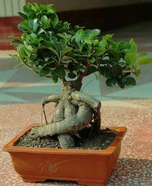 常规盆景栽培过程试验表明,选用内地大棚所育的榕树树桩和相同品种的