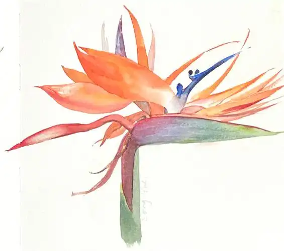 reginae aiton),又名天堂鸟花或极乐鸟花,为旅人蕉科鹤望兰属多年生