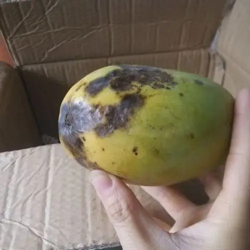 > 【坏果包赔】新鲜水果好吃越南青芒芒果8斤装商品评价 > 个头大,就