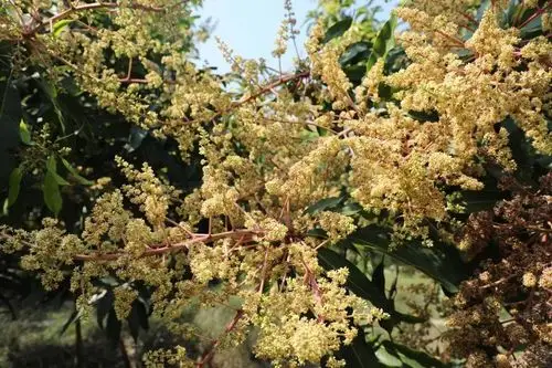 芒果花都开了吃芒果还远吗