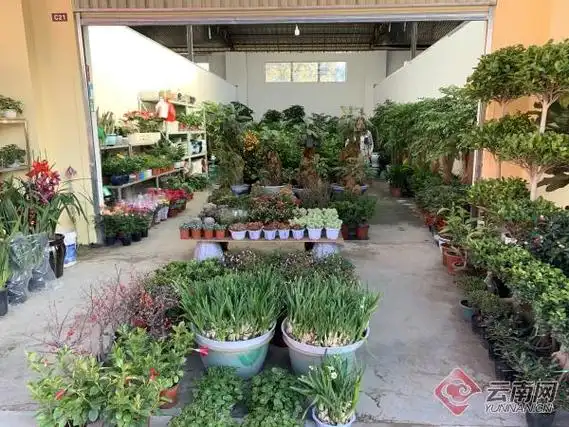 周末休闲游玩好去处 昆明西市区最大花鸟市场开门迎客