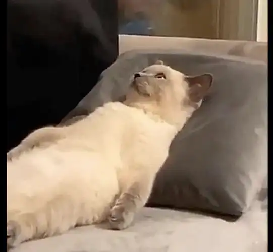 主人回家发现,猫咪正在沙发上躺着呢,就是我想要的躺平生活呀!