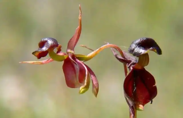 flying duck orchid)其花朵侧面像极了一只只凌空飞起的小鸭子,非常生