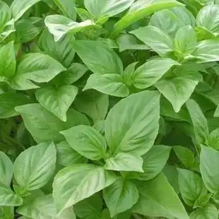 丁香园艺 大叶罗勒种子 香味浓烈可食用 叶可驱蚊 50粒