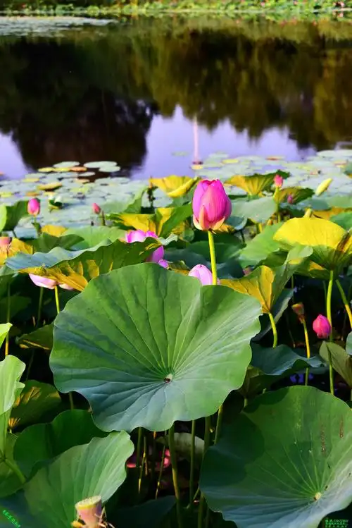 豪哥街拍#——盛夏荷塘 20200723(上)——北国小城的精灵们(*∩_∩*)