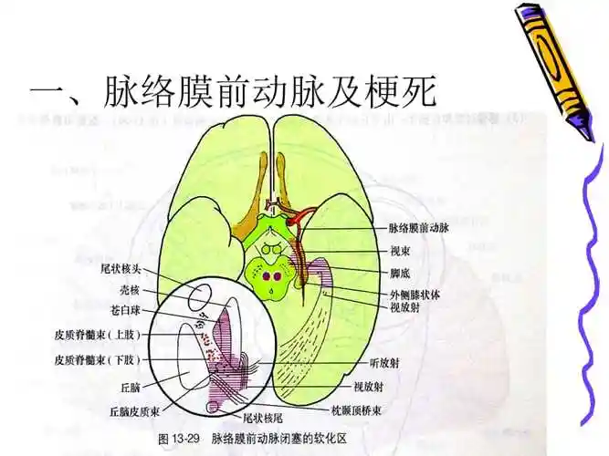 脑动脉各支供血区分布ppt