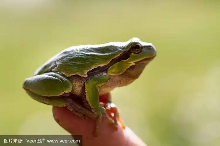 绿色,青蛙,手,自然美,美