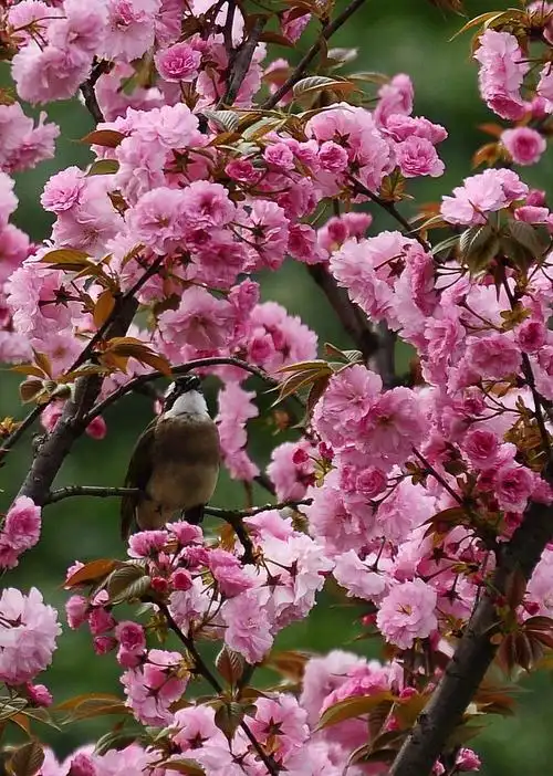 乐摄湾影集 创刊号 2018.4 ————百花齐放春满园