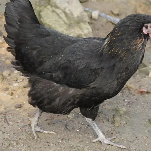 厂家直供农家散养黑羽绿壳蛋鸡 滋补绿壳蛋鸡种鸡 批发代理招商图片