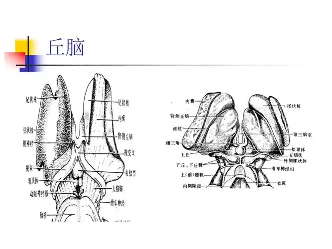 丘脑结构及功能副本