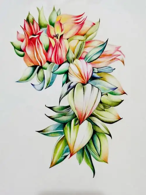 临摹彩铅多肉花含有步骤图