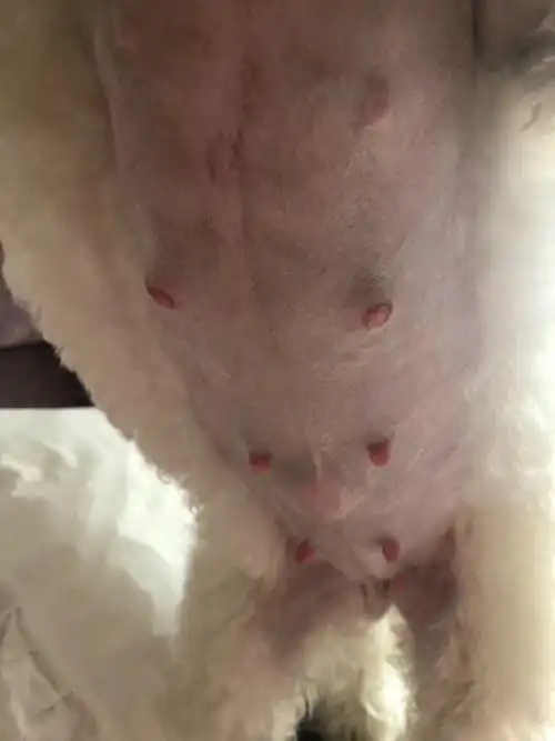 狗狗四岁了,一直没生过宝宝,有两次假孕,这次怀孕四十天了,肚子感