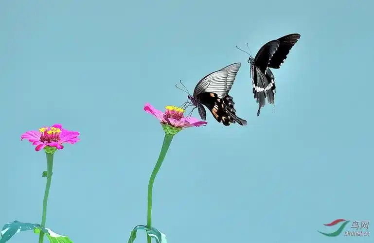 彩蝶双飞舞