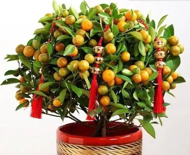 原创4种招财开运花家里养一盆好运连连来一养就是5年