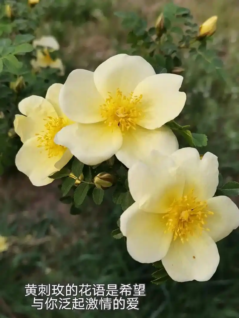 公平公正独树一帜的爱龙船花花语争先恐后积极向上金鱼草花语清纯的心