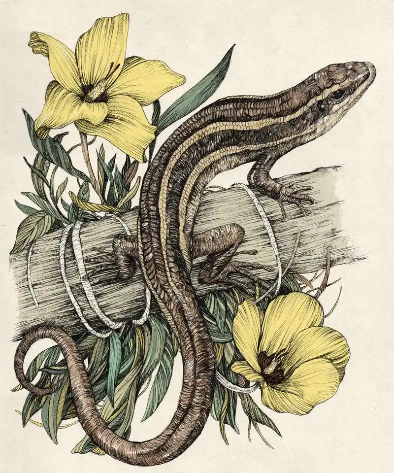 《extinction obituaries》- 濒危动物插画图集