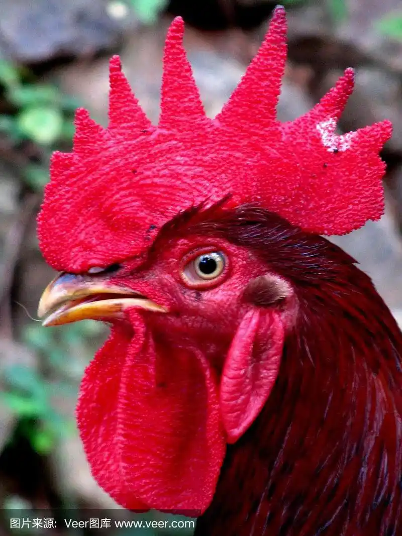 红公鸡
