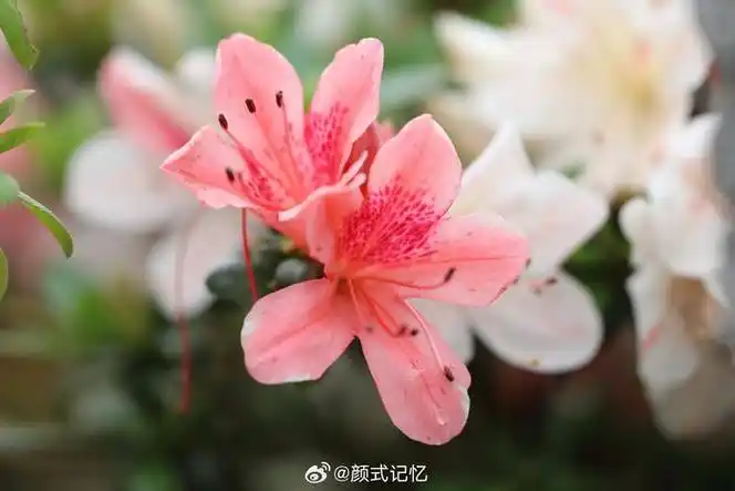 永远属于你一一日本小叶杜鹃花郊游遇花欣赏拍摄