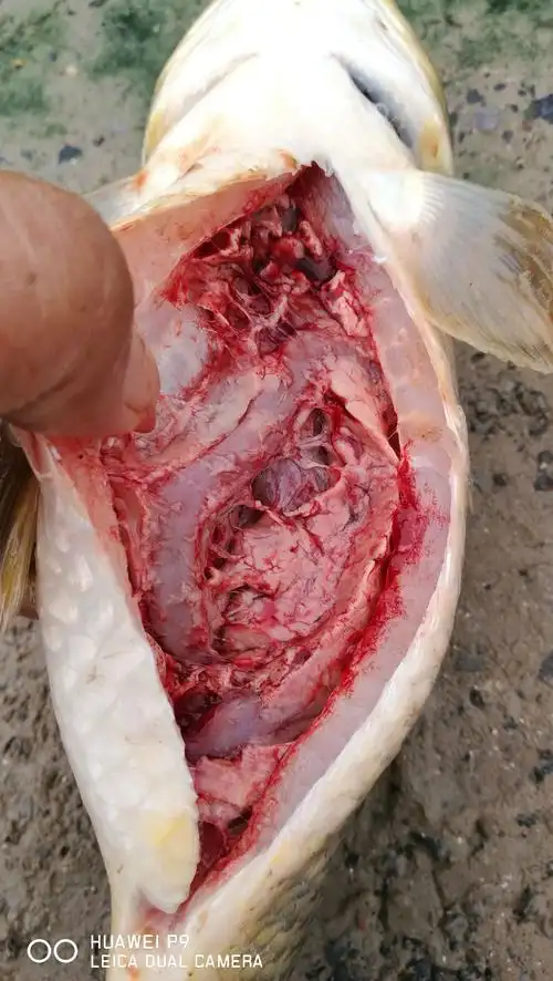 鲤鱼的疱疹病毒