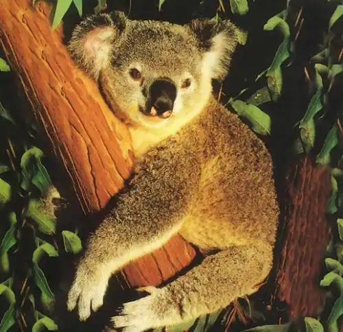 无尾熊究竟是什么样子的?