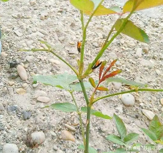 春天月季花苞突然垂头?警惕茎蜂危害,小心没花看!