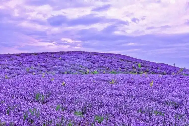 紫色花海浪漫的故事有哪些2