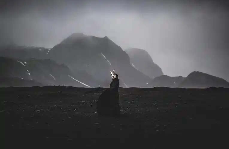 太宰治photo by ins:brokensundowns 67一旦别