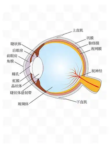 【眼球解剖图切面】图片免费下载_眼球解剖图切面素材_眼球解剖图切面