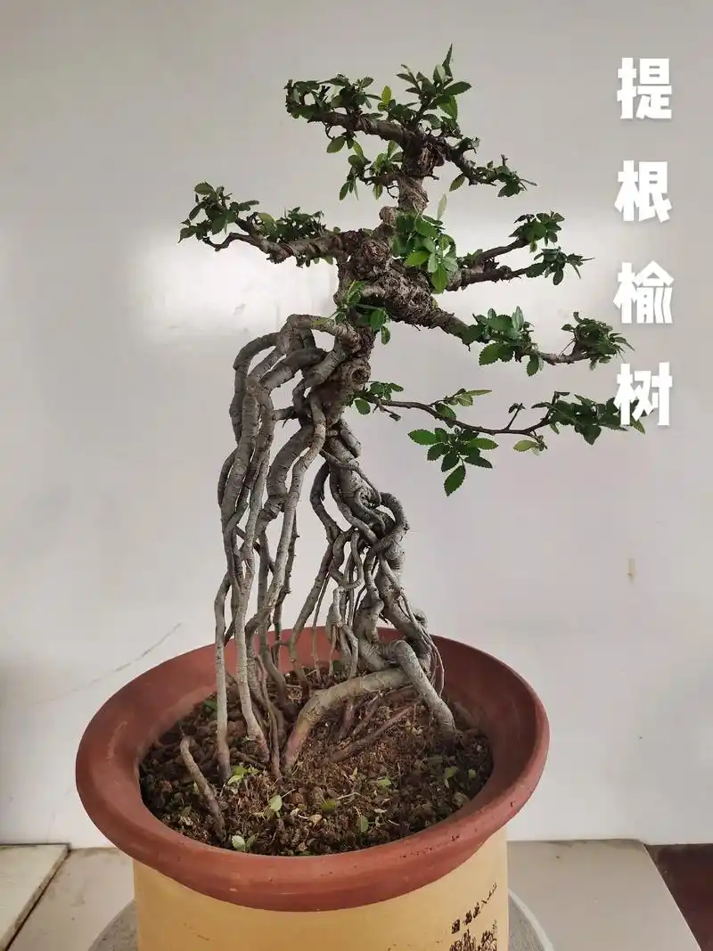 提根榆树,盆龄十年.榆树为最佳的盆景素材之一,意境好老味足, - 抖音