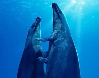 p>龙王鲸(学名:basilosaurus,意为帝王 a target="_blank" href="