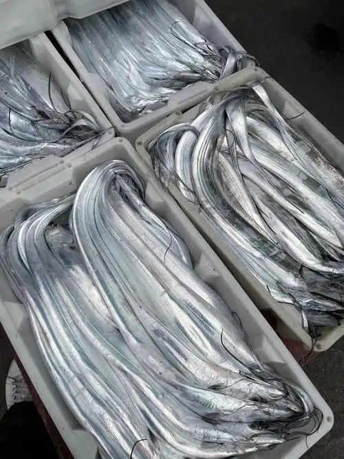 带鱼舟山海钓3斤新鲜野生水产鲜活小眼整条带鱼