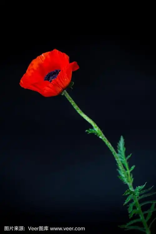 美丽的红花盛开的罂粟花孤立在黑色