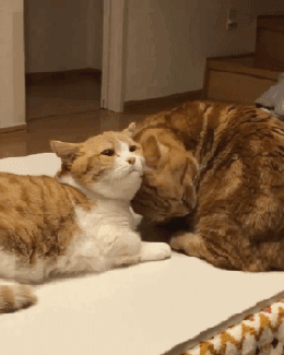 260_325竖版 竖屏gif 动态图 动图