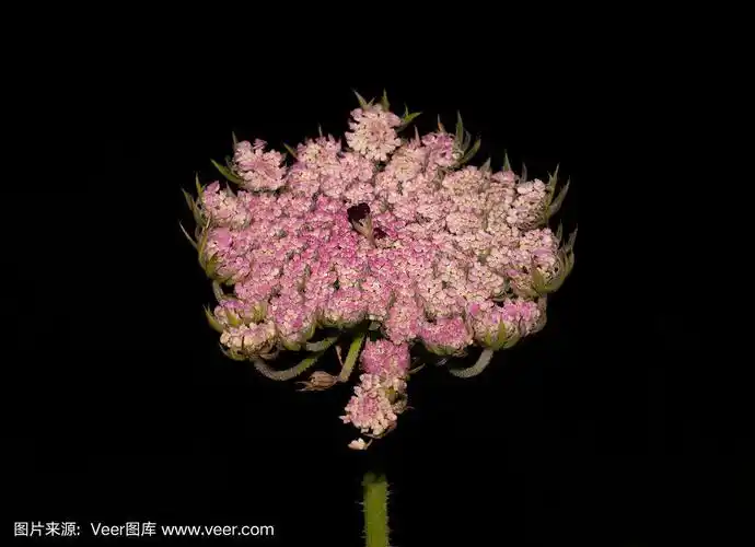 伞形花序有粉红色和白色的花