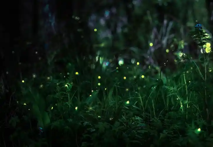 《萤火虫》