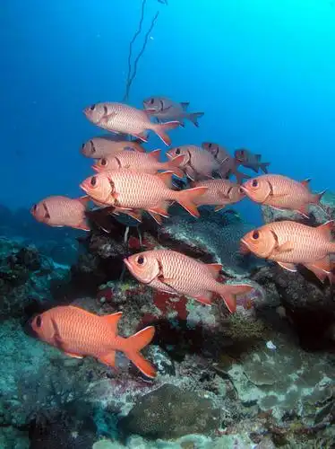 室外,白天,正面,旅游,度假,海底,水下,海浪,海洋,美景,帕劳,许多,鱼