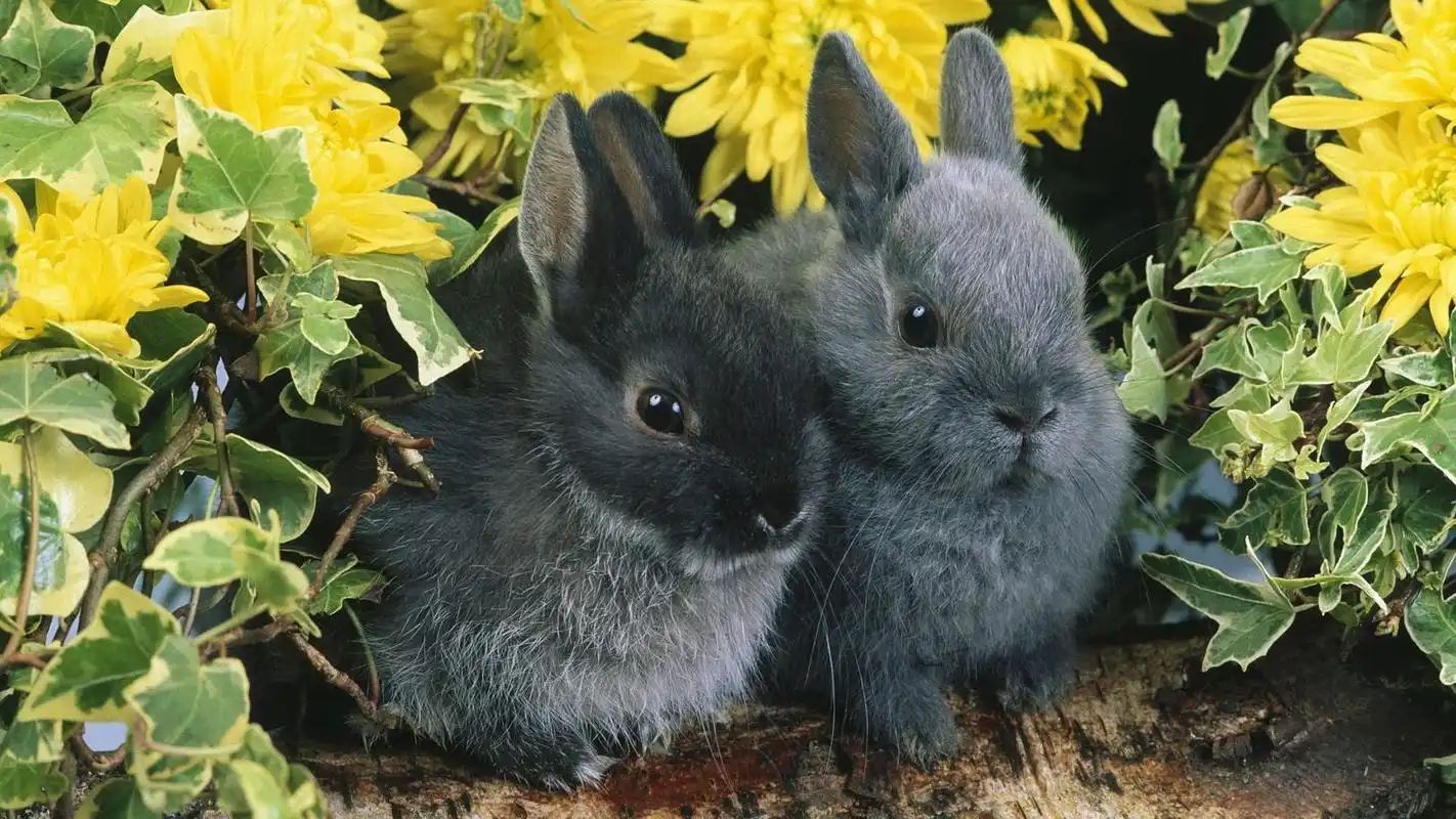 可爱萌宠毛茸茸的乖巧小兔子桌面壁纸