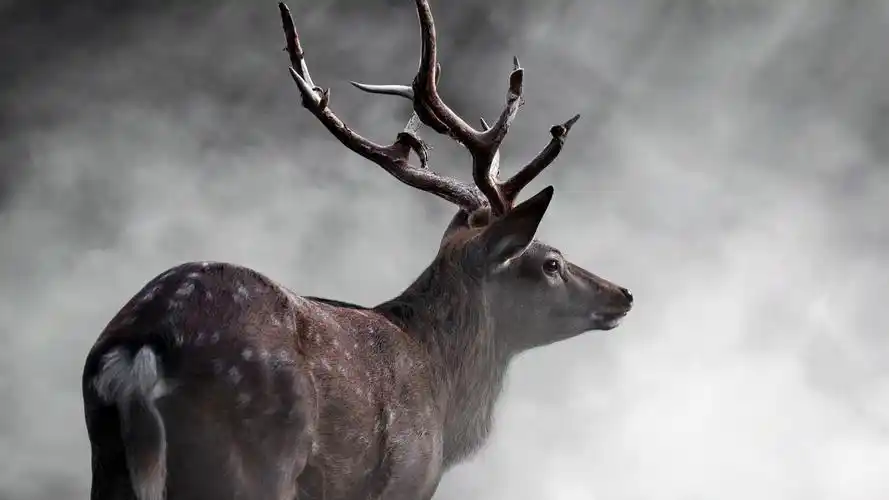 首页 动物与鸟 鹿 鹿后视图,雾,早晨 壁纸 当前尺寸:3840x2160,你可以