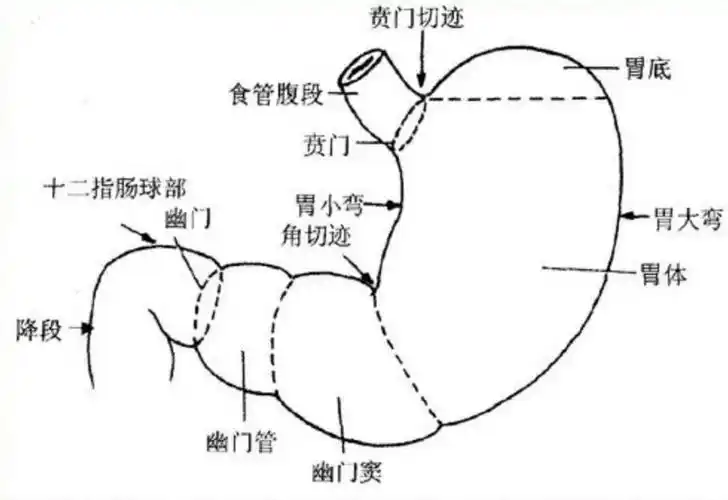胃的解剖结构