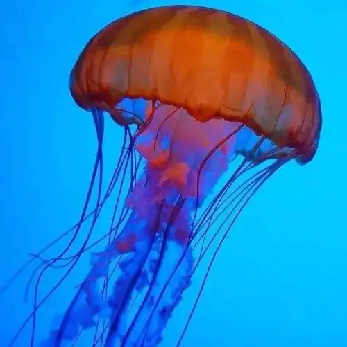 水母图片大全大图(绚丽多彩的水母图大集合欣赏) | 说明书网