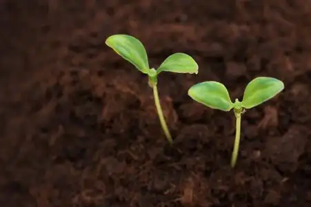 两个绿苗从种子成长的绿苗年轻的玉米幼苗水稻幼苗移栽水稻幼苗植物