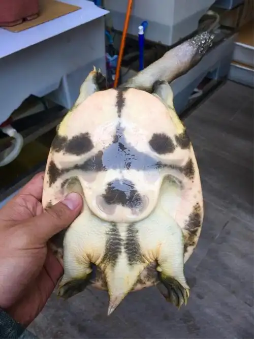 《中华田园甲鱼精介》—佬凹工作室版权所有