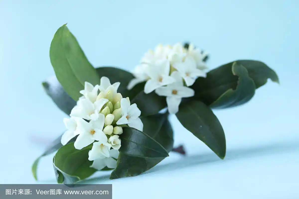 白瑞香(金秋歌)