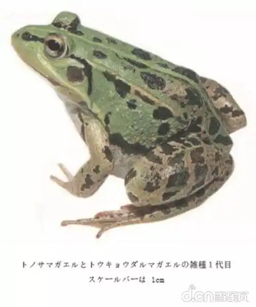 无法想象旅行青蛙可能是个恐怖游戏