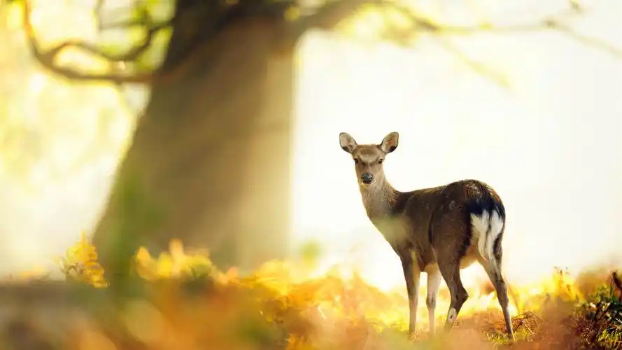 森林里的小鹿唯美高清壁纸高清大图预览1920x1080_动物壁纸下载_美桌