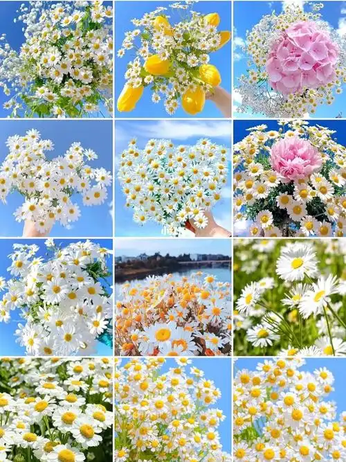 小雏菊的花语素材分享