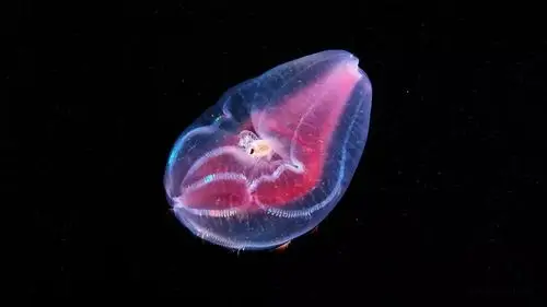 siphonophore兜水母,属于栉水母门兜水母目的透明海洋生物.